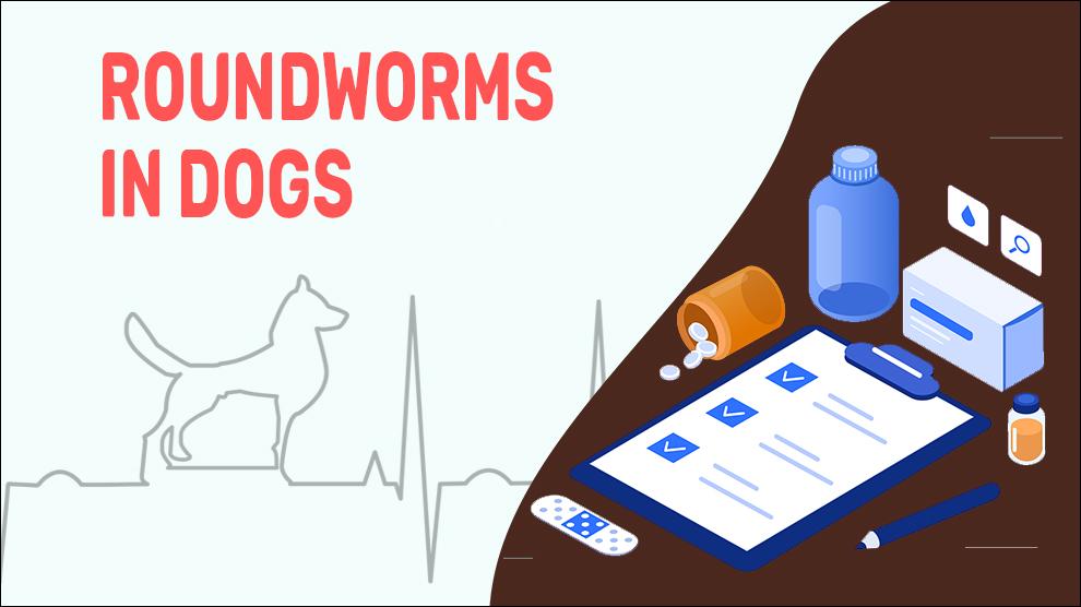 Rondwormen Bij Honden