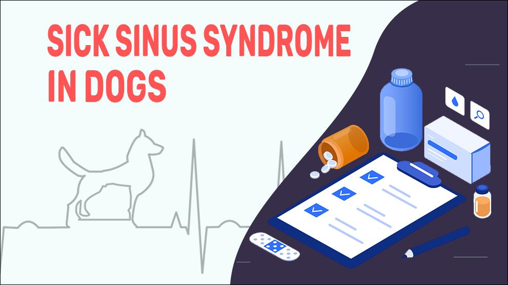 Sick Sinus Syndroom Bij Honden