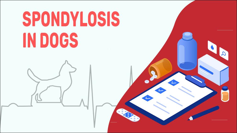 Spondylose Bij Honden