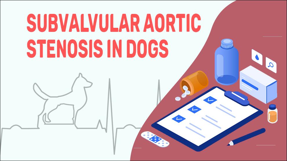 Subvalvulaire Aorta Stenose Bij Honden