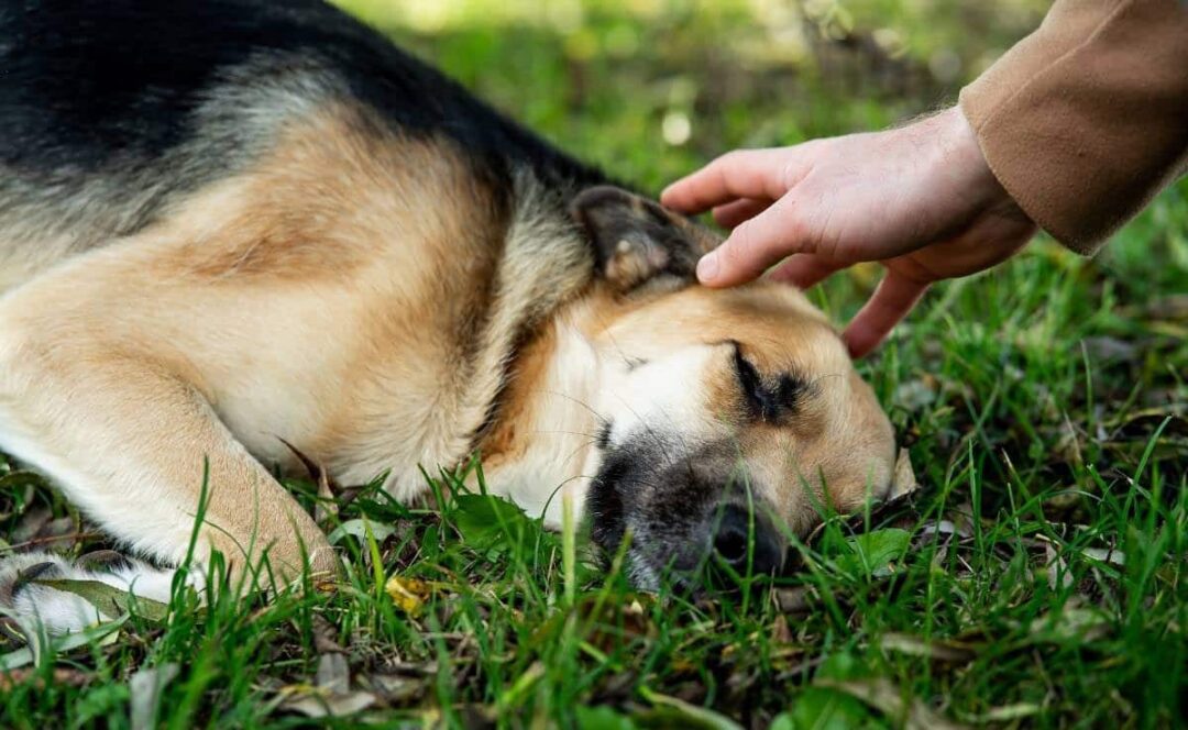 Oormijt Bij Honden Oorzaken Symptomen En Behandeling Uitgelaten Hond