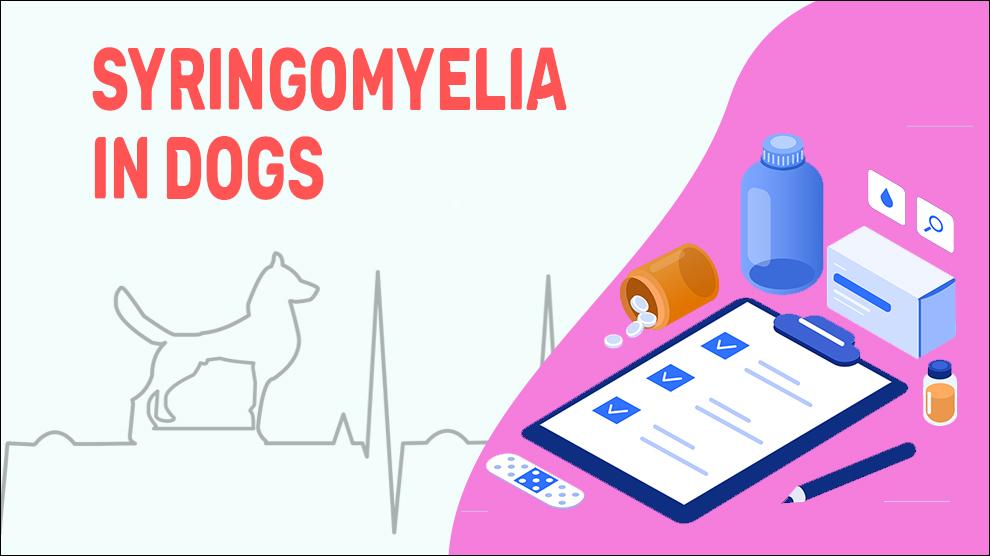 Syringomyelia Bij Honden