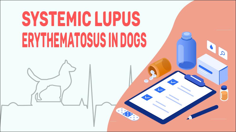 Systemische Lupus Erythematosus bij Honden