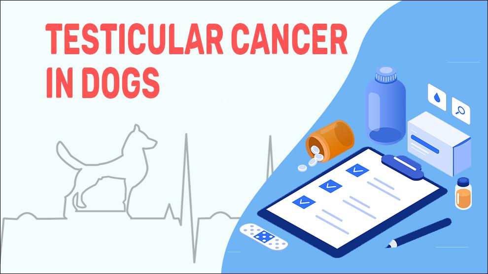 Testiculaire Kanker Bij Honden