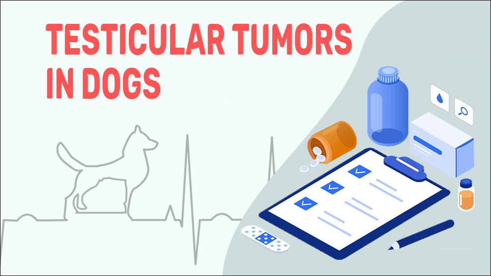 Testiculaire tumoren bij honden