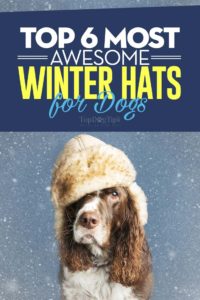 De beste wintermutsen voor honden
