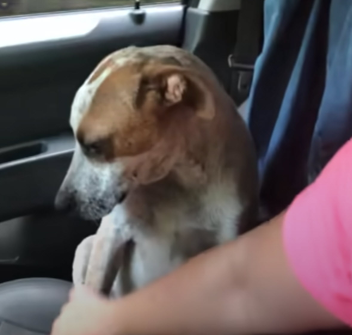 Vrouw redt 'stervende' vastgeketende hond en hond grijpt haar hand om 'dank je wel' te zeggen
