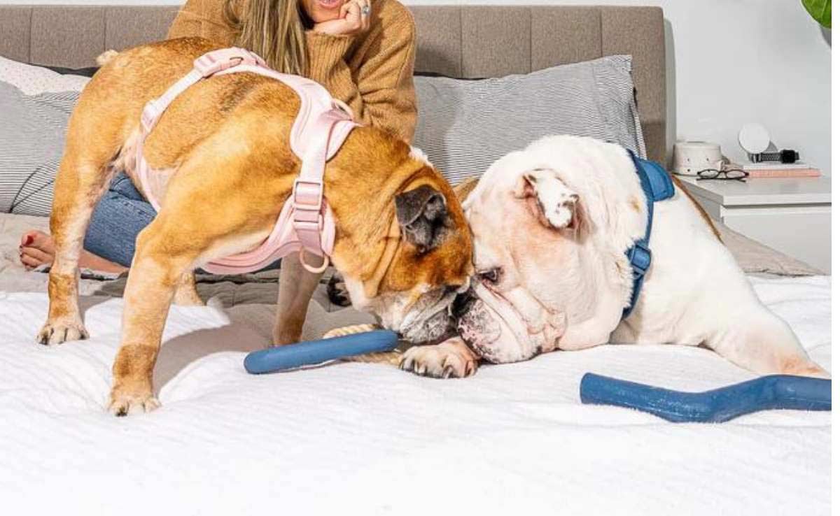 2 Engelse Bulldogs op bed dragen Wild One harnassen spelen met speelgoed