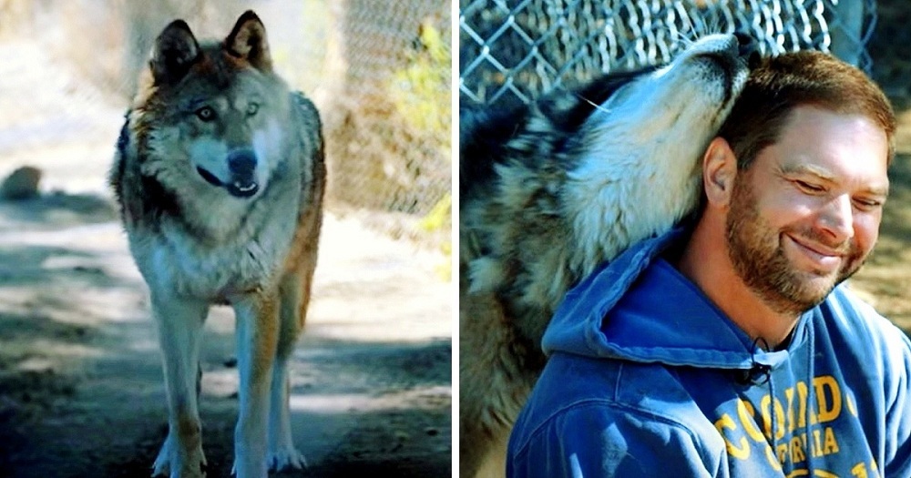 Veteraan met PTSD wilde opgeven, toen een wolf naar hem toe kwam en hem een knuffel gaf
