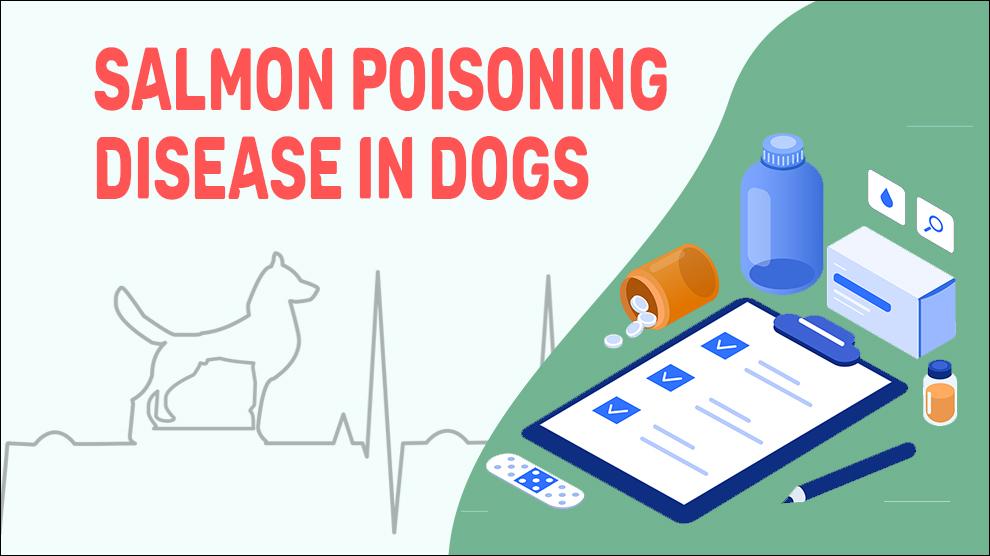 Zalmvergiftigingsziekte bij honden