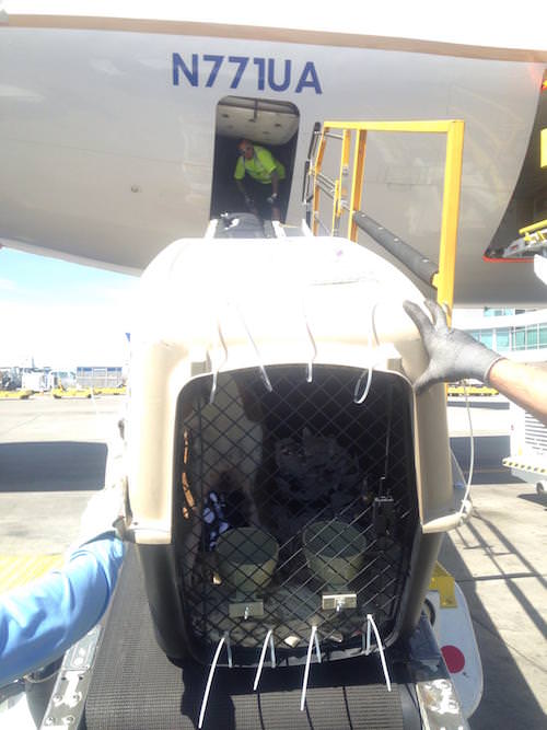 United Airlines medewerker laat hondenmoeder weten dat haar baby veilig is