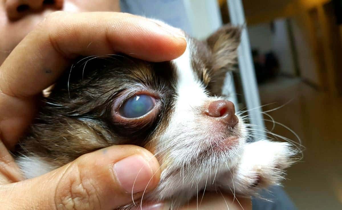 Hoornvlieszweer wordt gekleurd door fluoresceïne kleurstof van een Chihuahua hond om de diepte van de zweer te tonen voor veterinaire evaluatie futher.