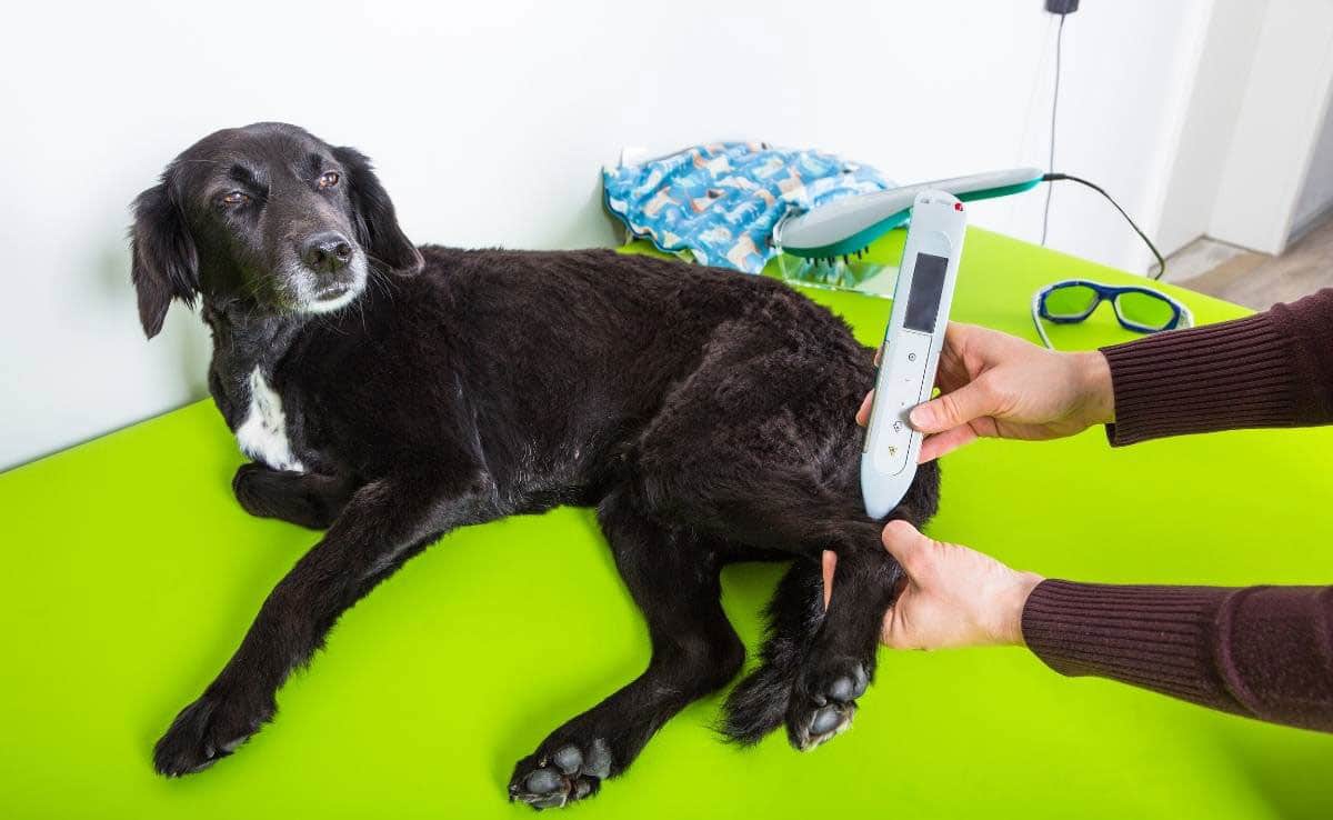 Hond krijgt lasertherapie
