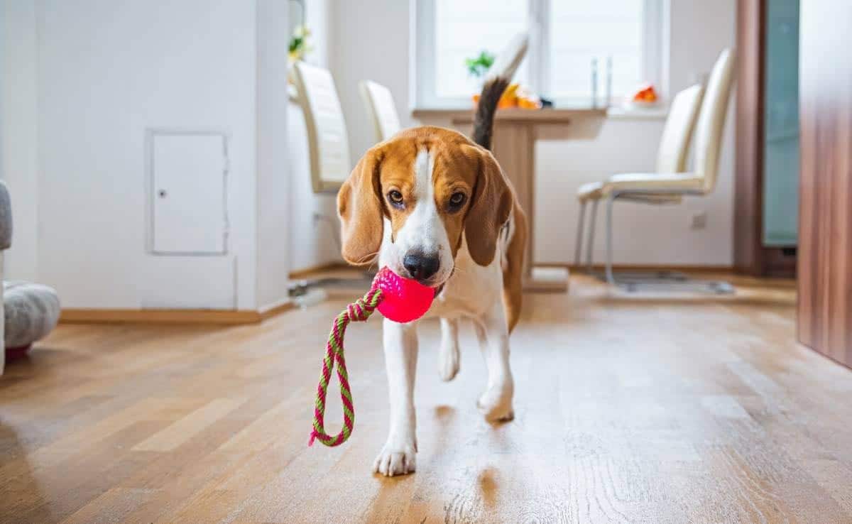 Hond Beagle apporteert een speeltje binnenshuis in helder interieur
