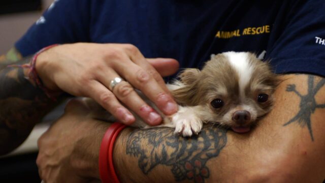 Hond gered uit puppyfabriek