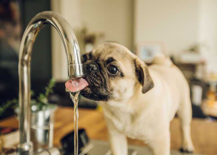 Hond drinkt water