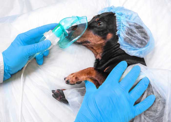 Chirurgie bij honden