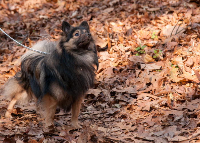 Hond in Blackbird State Forest Delaware