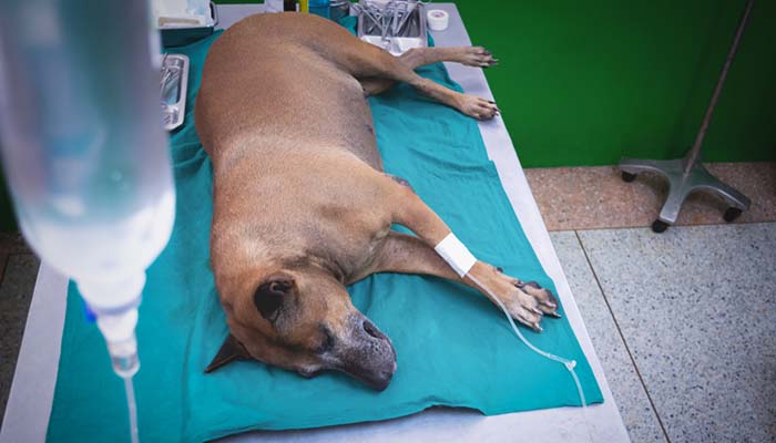 Behandeling van problemen met de alvleesklier bij honden