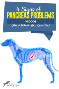 De 4 tekenen van problemen met de alvleesklier bij honden (en wat te doen)