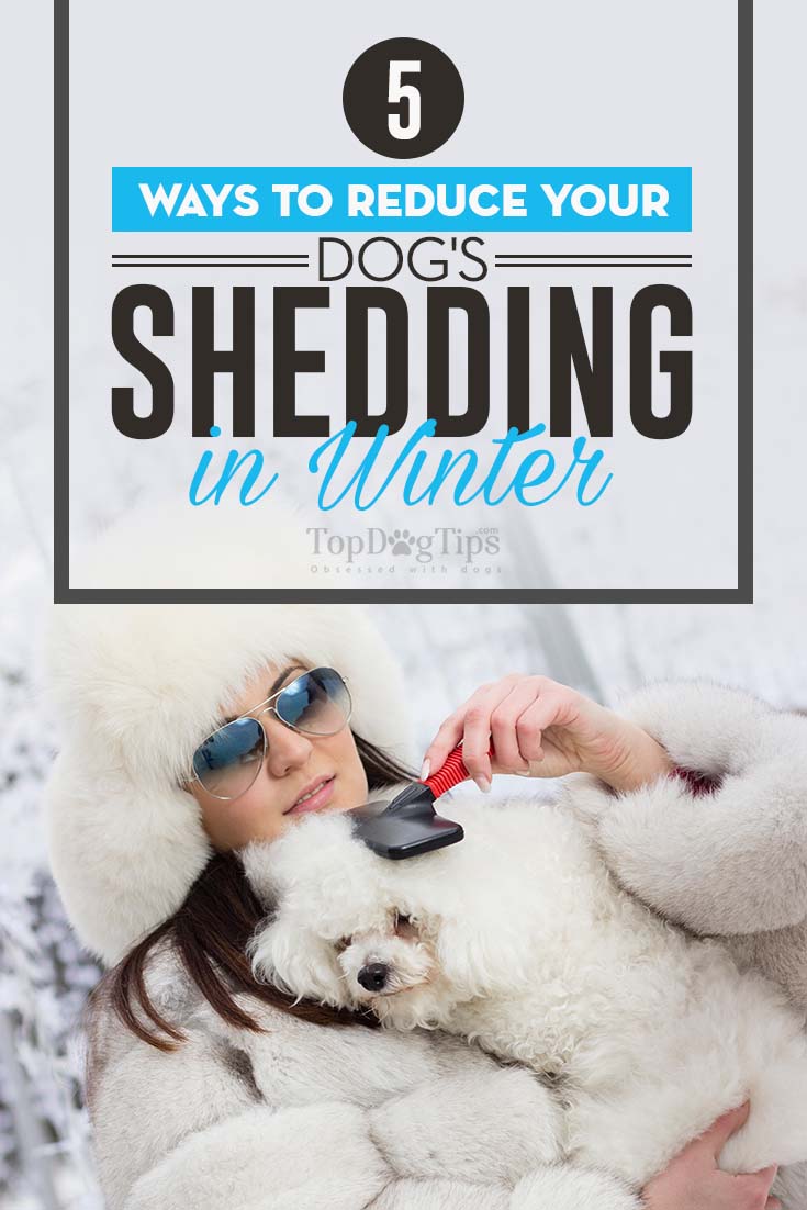 De beste manieren om overmatig verharen van honden in de winter tegen te gaan