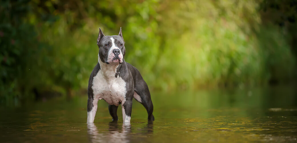 Hond die in water staat Blauwe Amerikaanse staffordshire terrier, amstaff, stafford pit bull grote sterke grijze hond buiten in de zomer