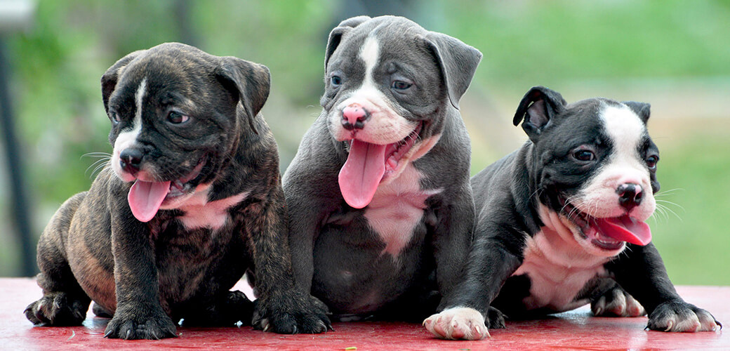 American Bully Puppies, tijger, grijs, zwart/wit