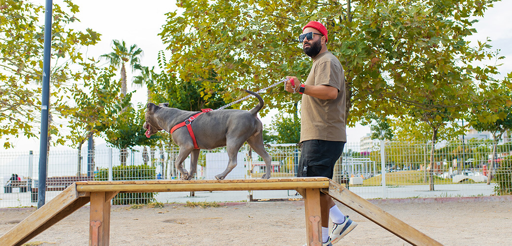 knappe man in rode hoed en zonnebril die hond in openlucht in sity parkzone hond het lopen gebiedachtergrond trainen