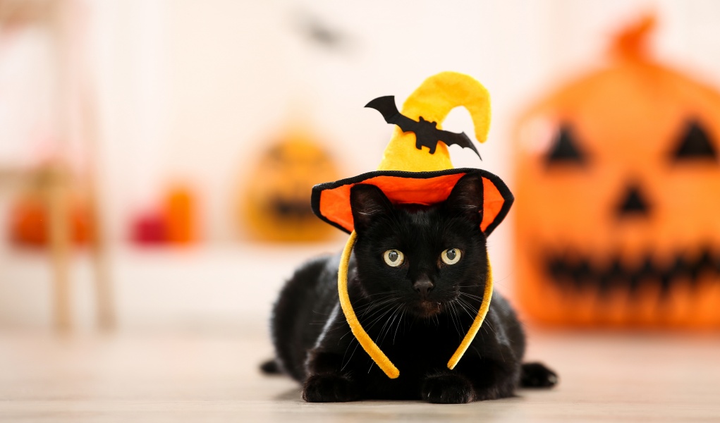 zelfgemaakte halloween kostuums voor katten