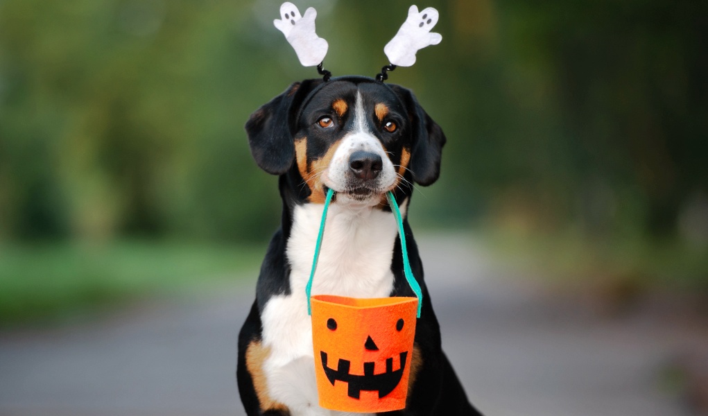 zelfgemaakte hond halloween kostuum