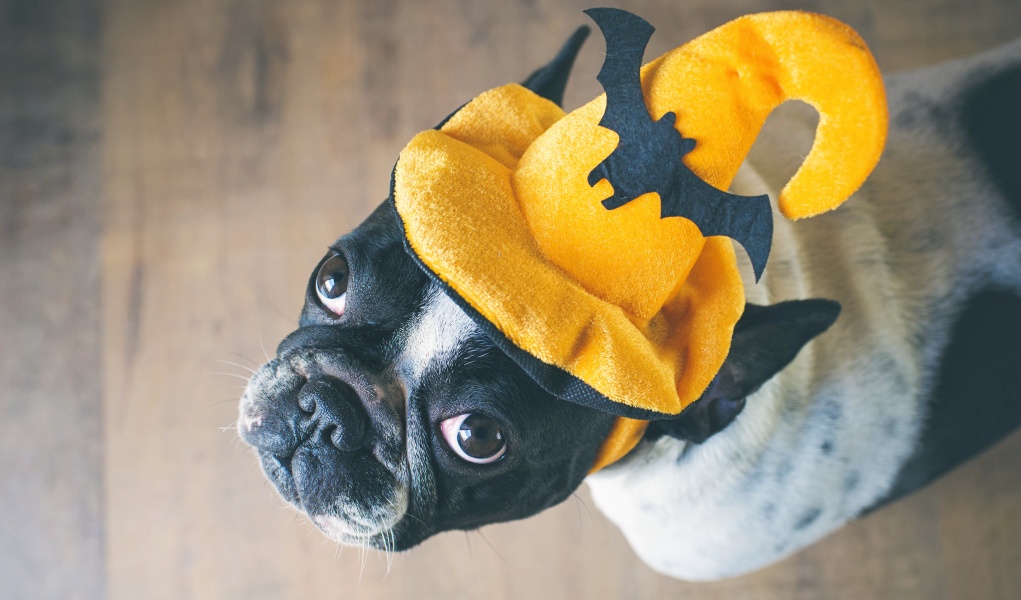 hond die halloween hoed draagt