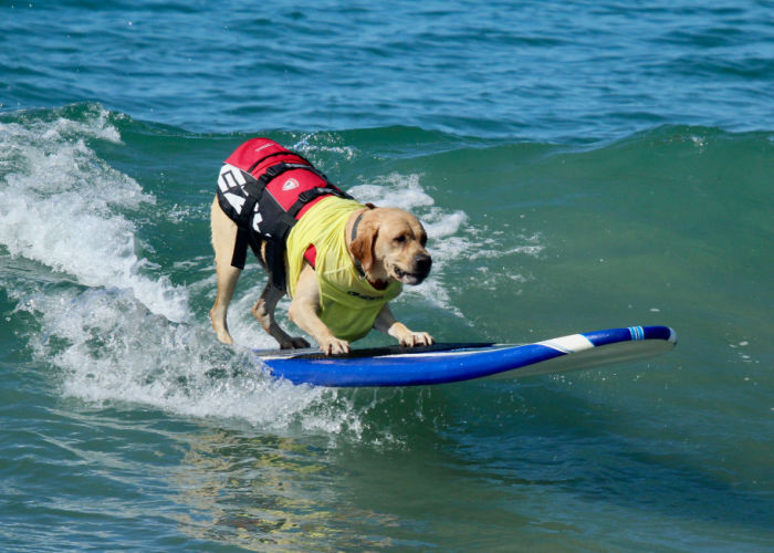 Honden Zomer Activiteiten Surfen