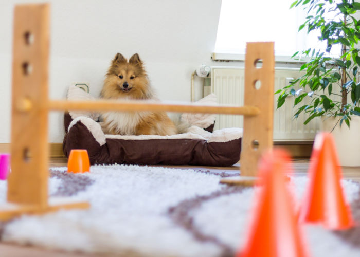 Dog Summer Activities indoor play