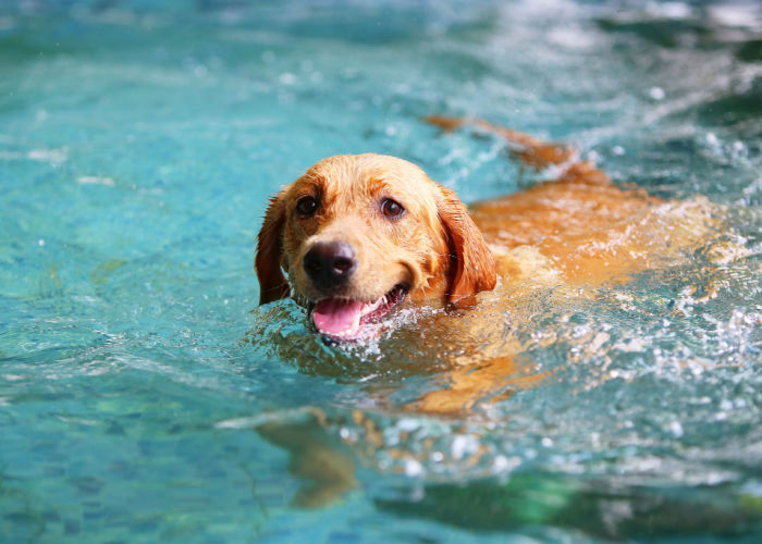 Hondenzomer activiteiten zwemmen