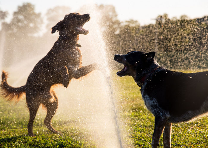 Hondenzomeractiviteiten met sproeiers