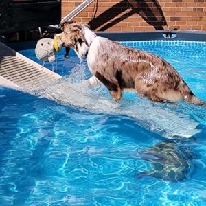 Hondenhelling voor zwembaden van Petstep 