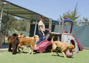 playtime-dog-daycare