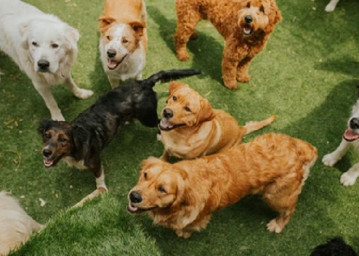 dogs-playing-dog-daycare