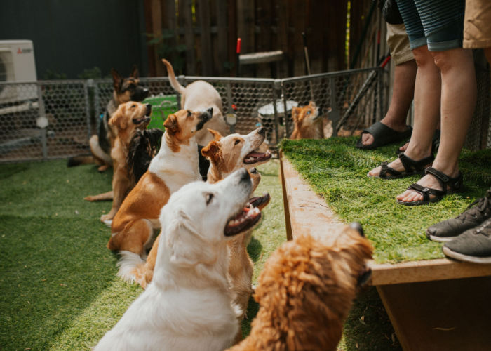 dogs-with-staff-dog-daycare