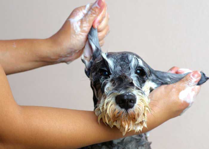 Dog Grooming 