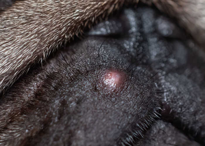 acne bij honden