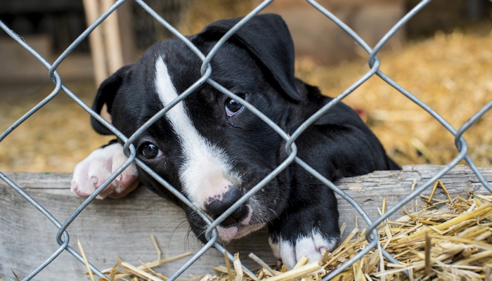 Philly zegt nee tegen de verkoop van puppy's in dierenwinkels en vlooienmarkten