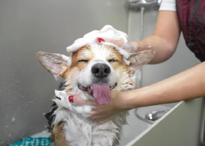 grooming-in-dog-daycare