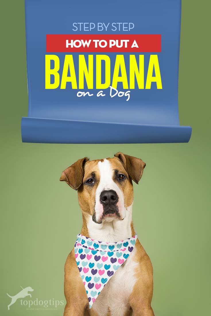 Tips om een bandana om de hond te doen
