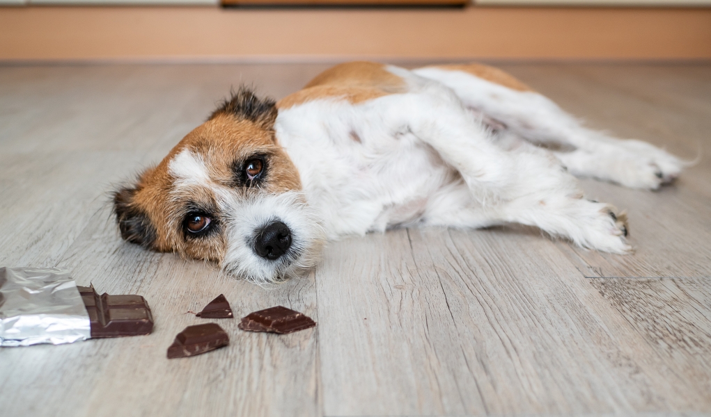 Wat te doen als uw hond chocolade eet