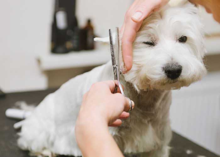 Dog Grooming 