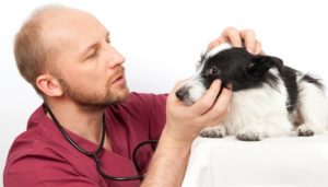 Cataract bij Honden