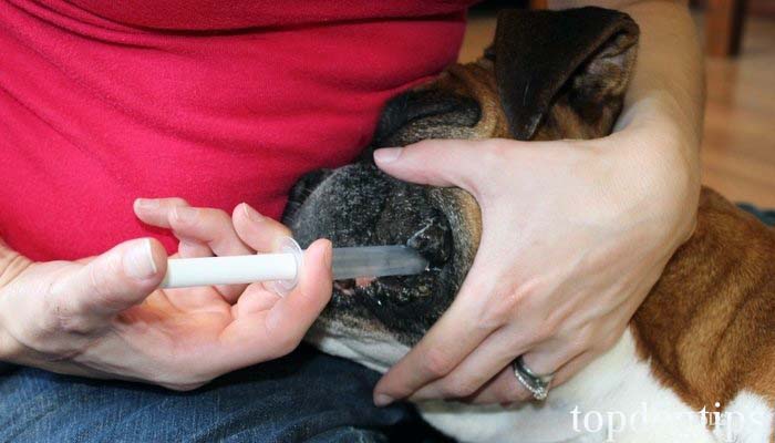 hoe geef je een hond vloeibare medicijnen met een spuit