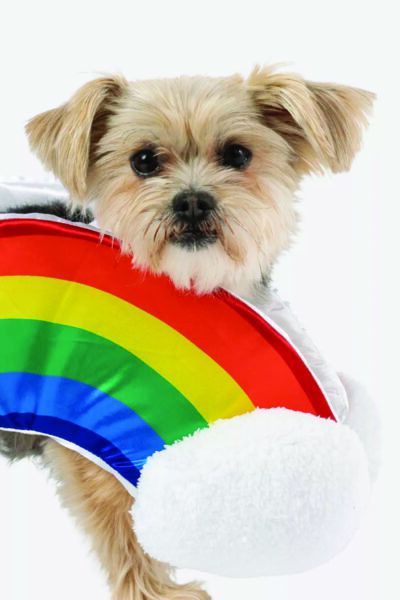 Hond met regenboog