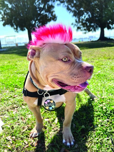 Hond met roze mohawk